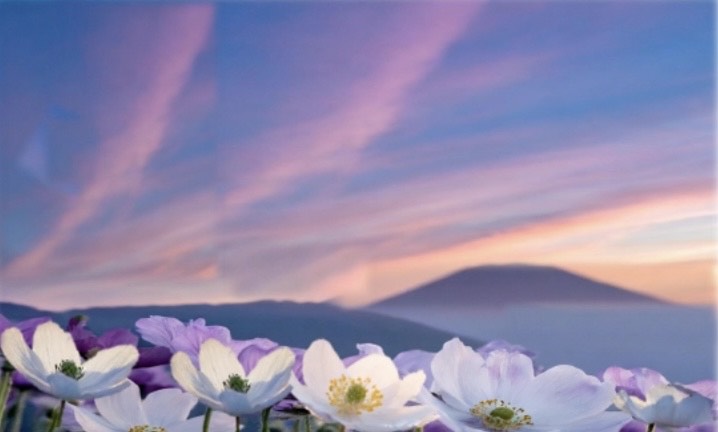 イオンモール札幌発寒　化粧品専門店BellTolls　薄紫の春の夜明けと白いアネモネ